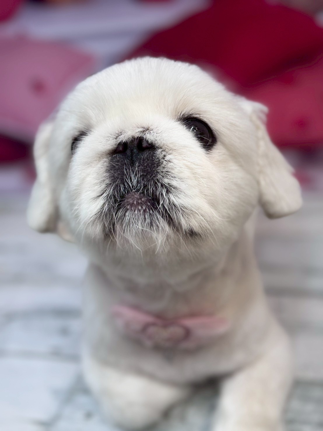 �O���[�~���O�T���� �I���[�W��