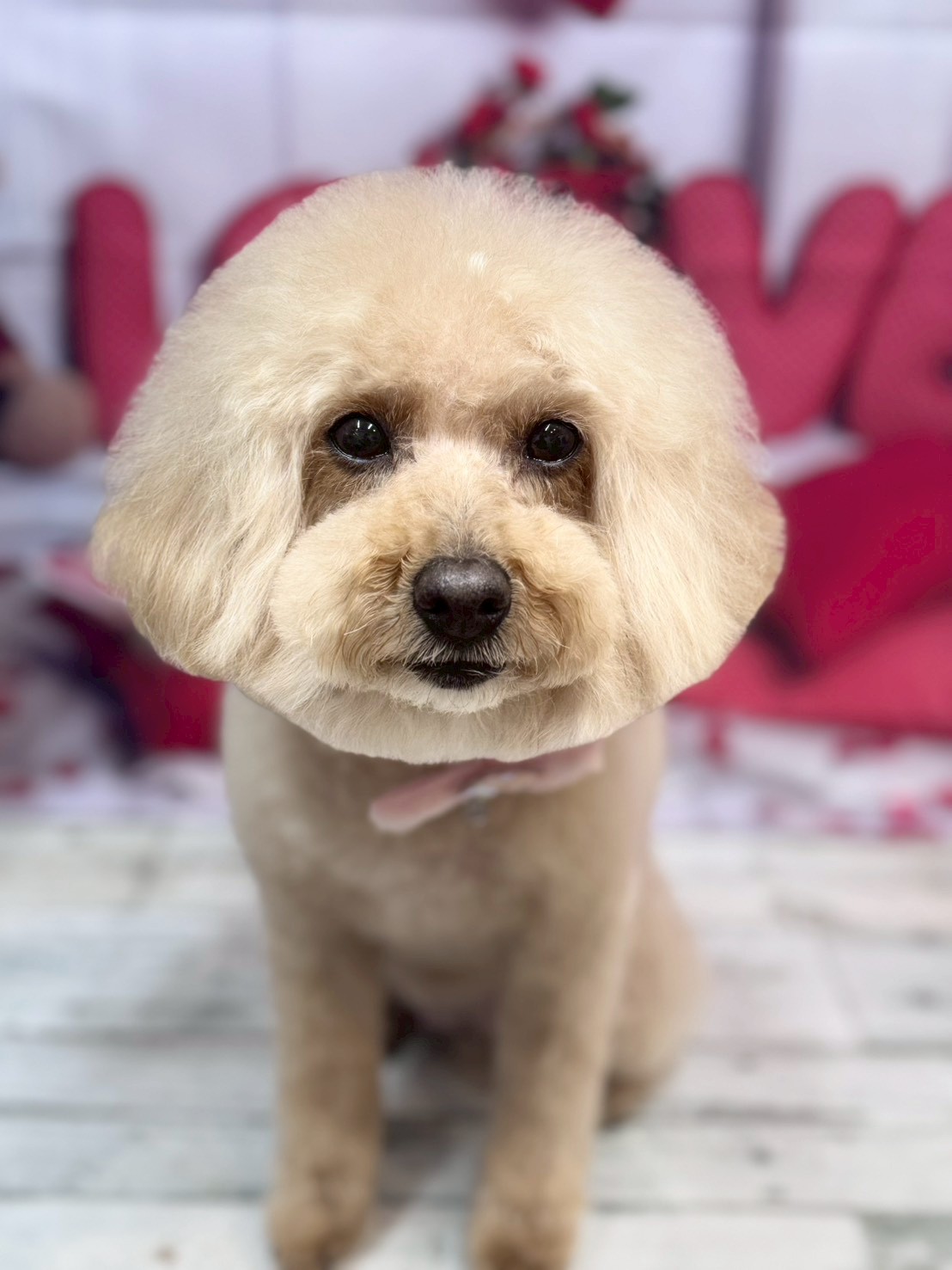 �O���[�~���O�T���� �I���[�W��