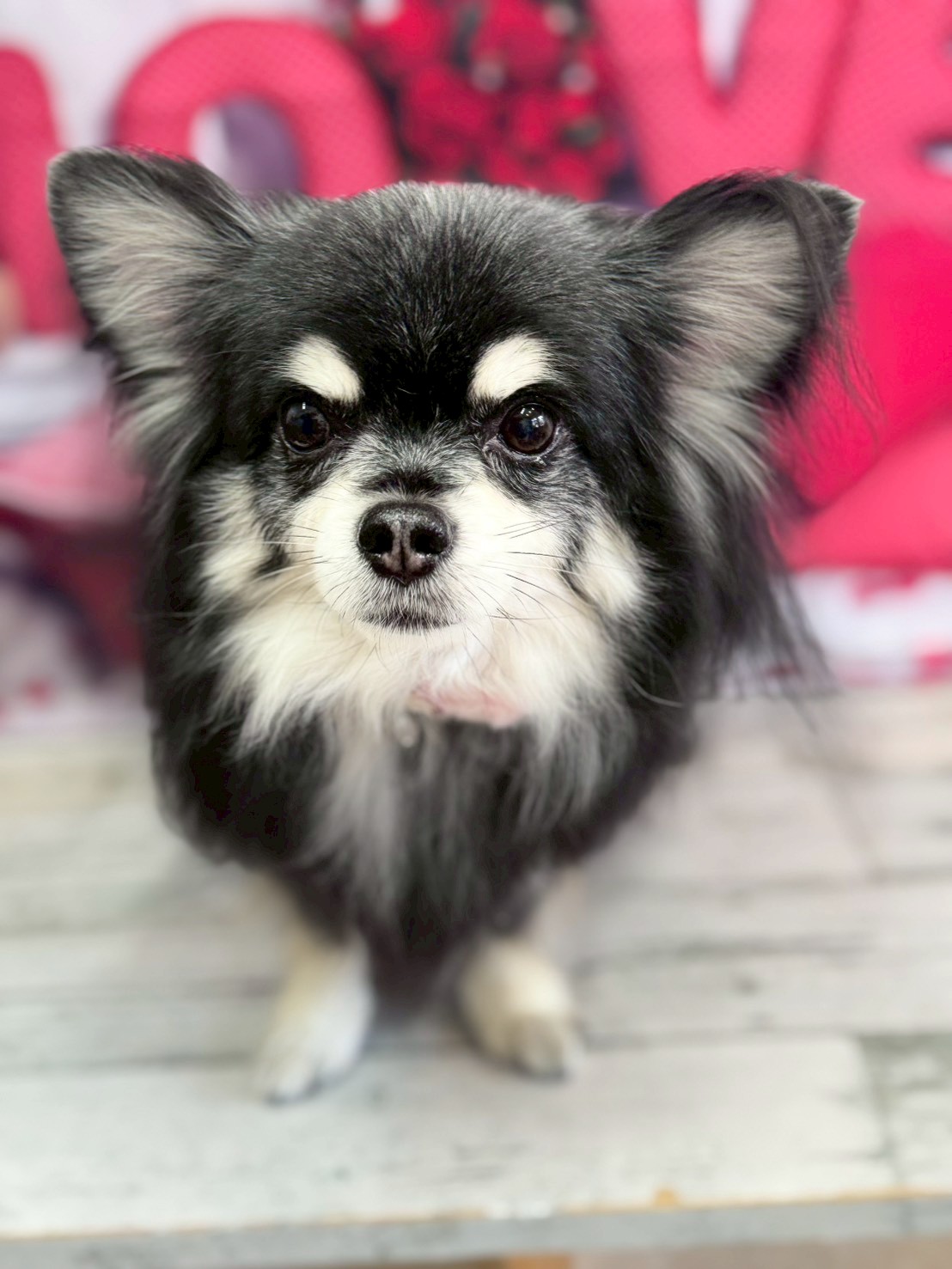 �O���[�~���O�T���� �I���[�W��