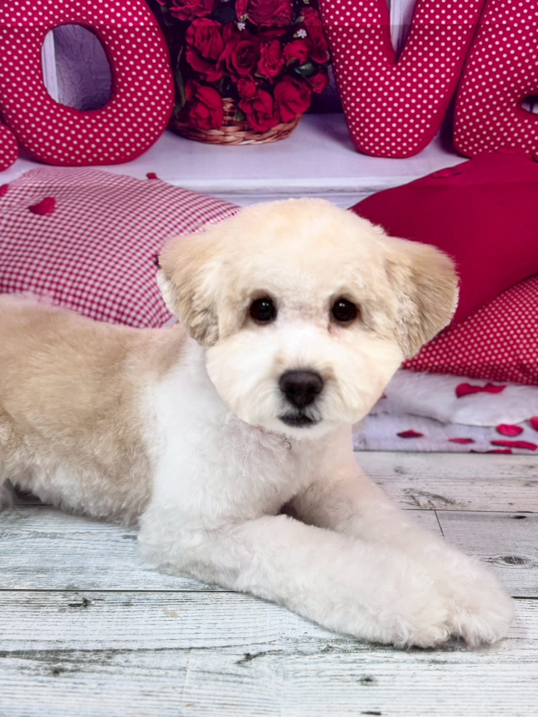 �O���[�~���O�T���� �I���[�W��