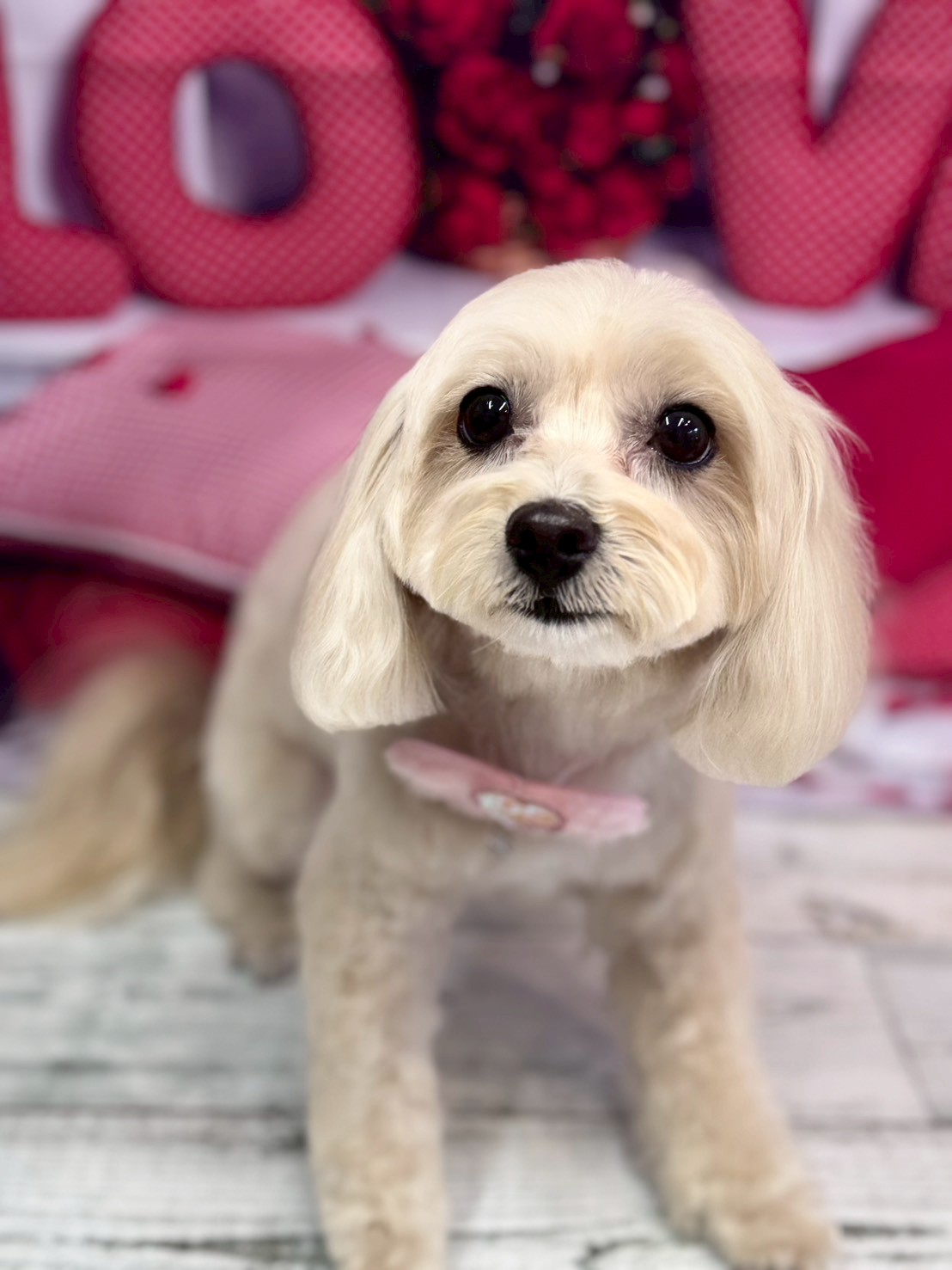 �O���[�~���O�T���� �I���[�W��