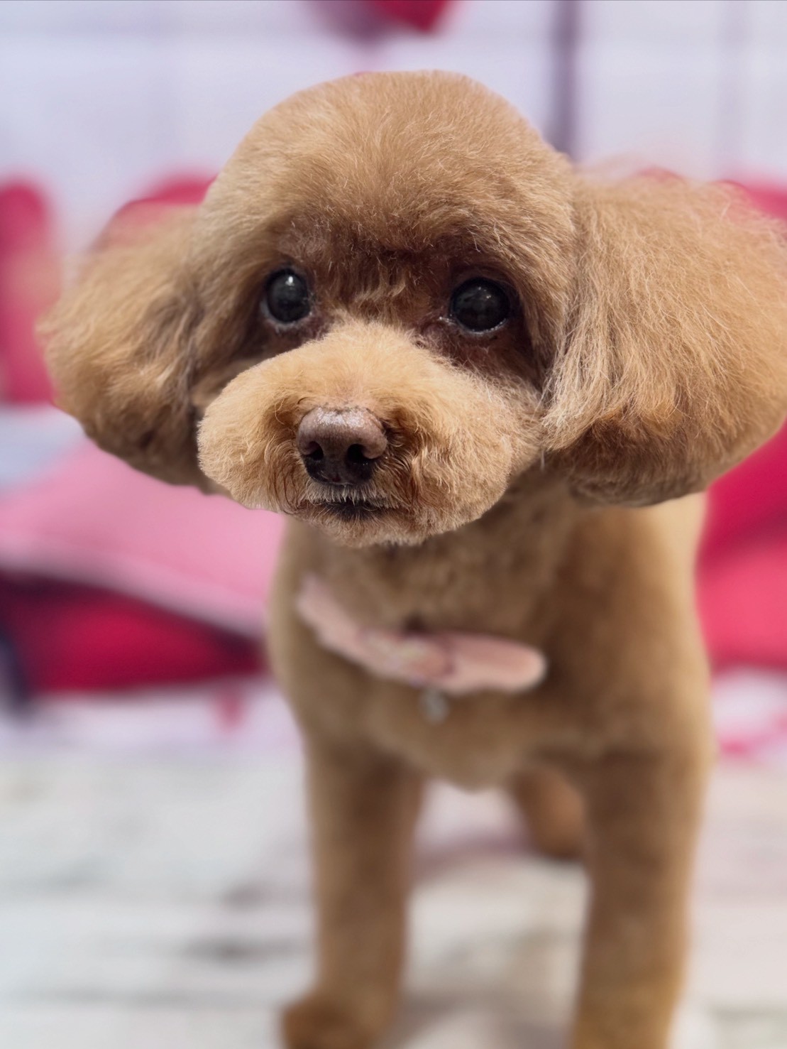 �O���[�~���O�T���� �I���[�W��