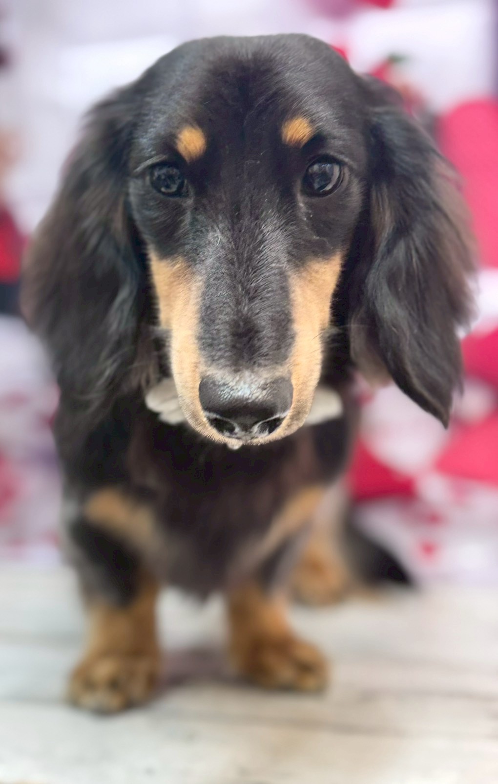 �O���[�~���O�T���� �I���[�W��