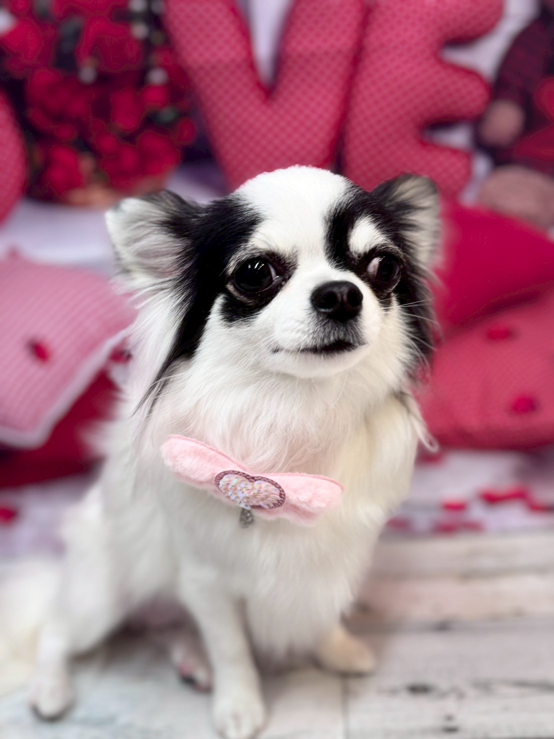 �O���[�~���O�T���� �I���[�W��