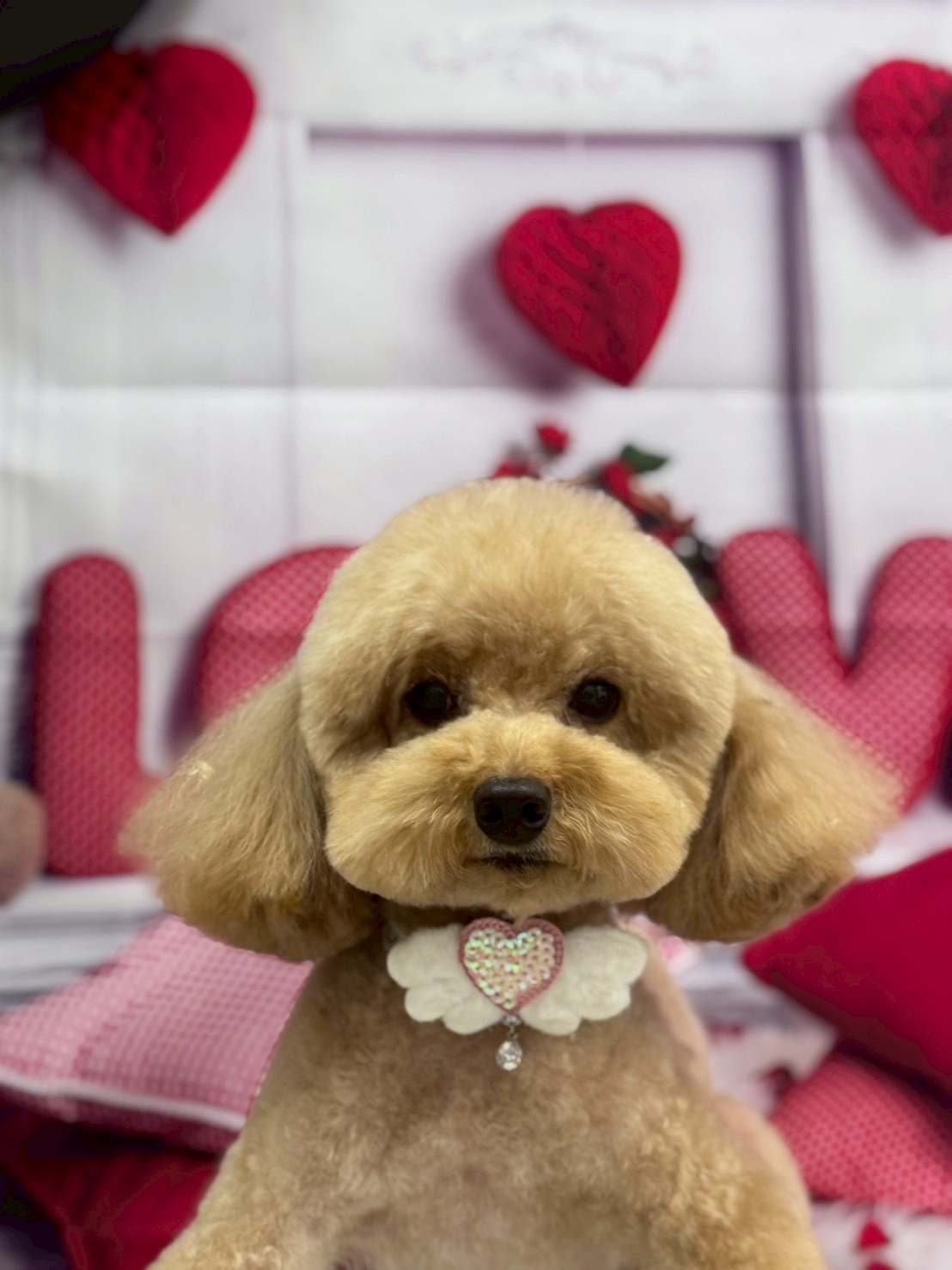 �O���[�~���O�T���� �I���[�W��