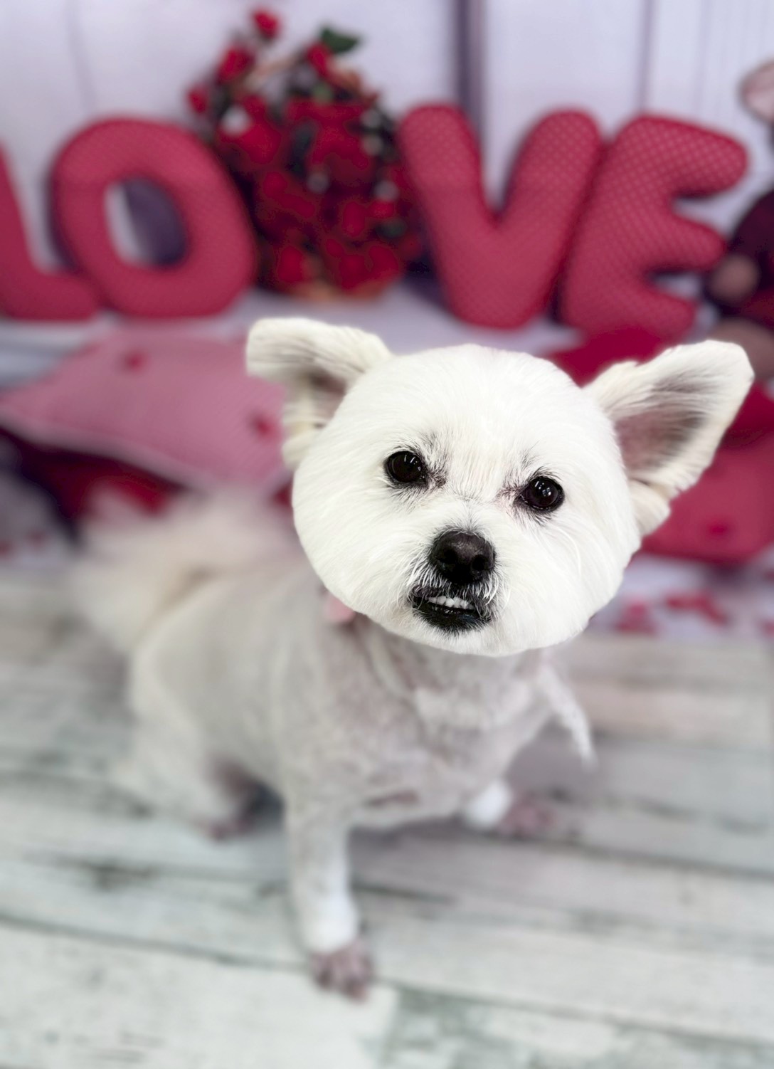 �O���[�~���O�T���� �I���[�W��