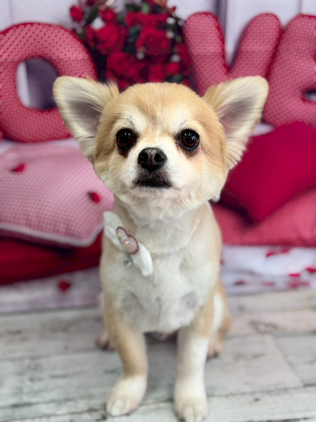 �O���[�~���O�T���� �I���[�W��