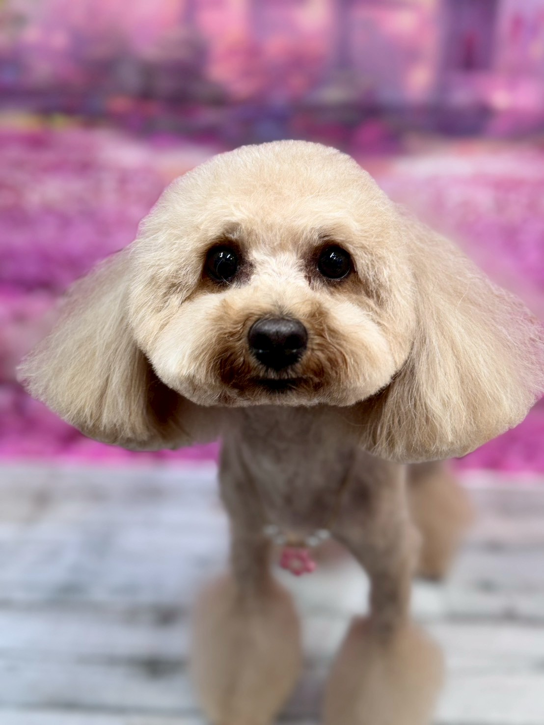 �I���[�W�� �挎�̂��q�l