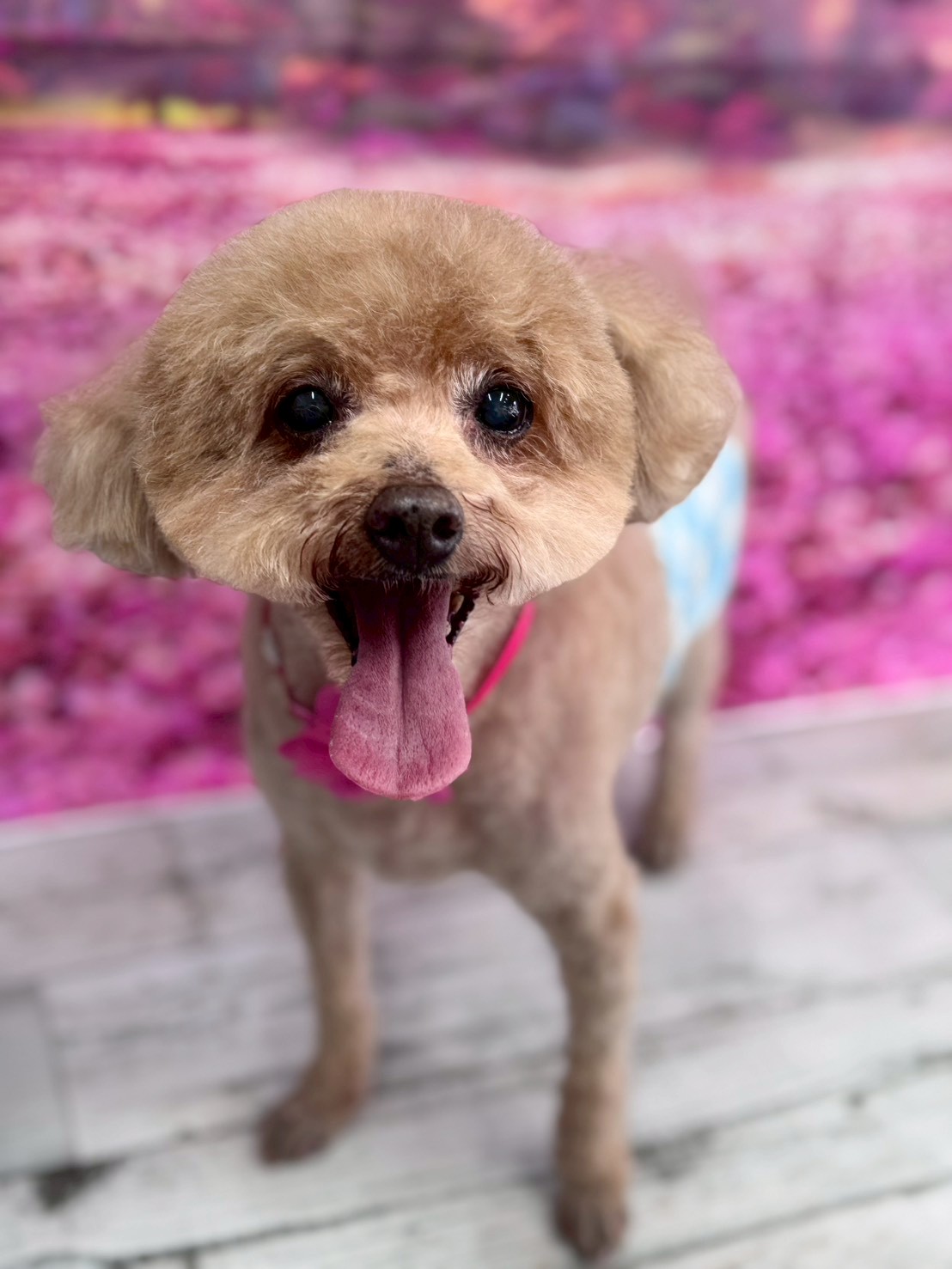 �I���[�W�� �挎�̂��q�l