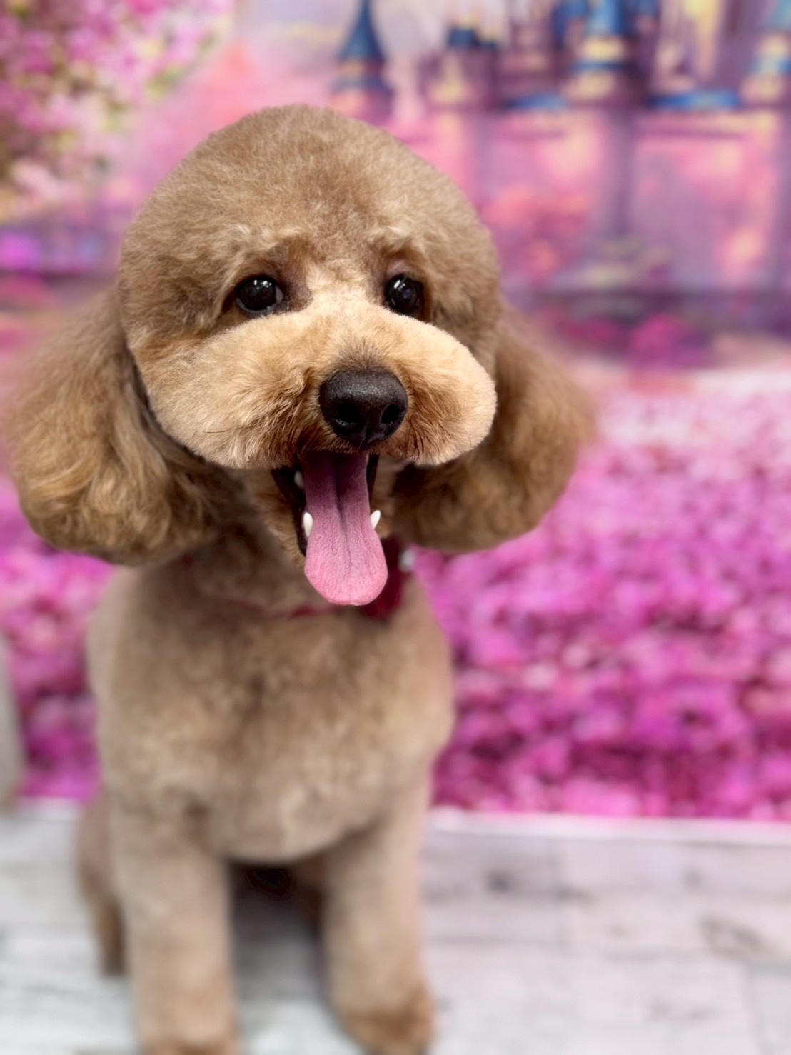 �I���[�W�� �挎�̂��q�l