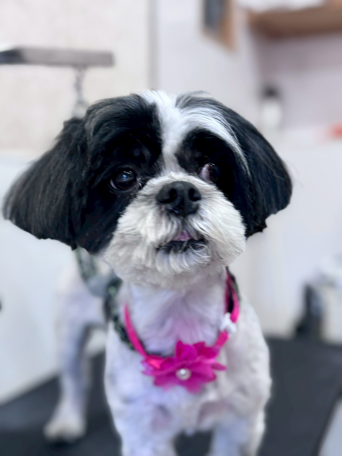 �I���[�W�� �挎�̂��q�l