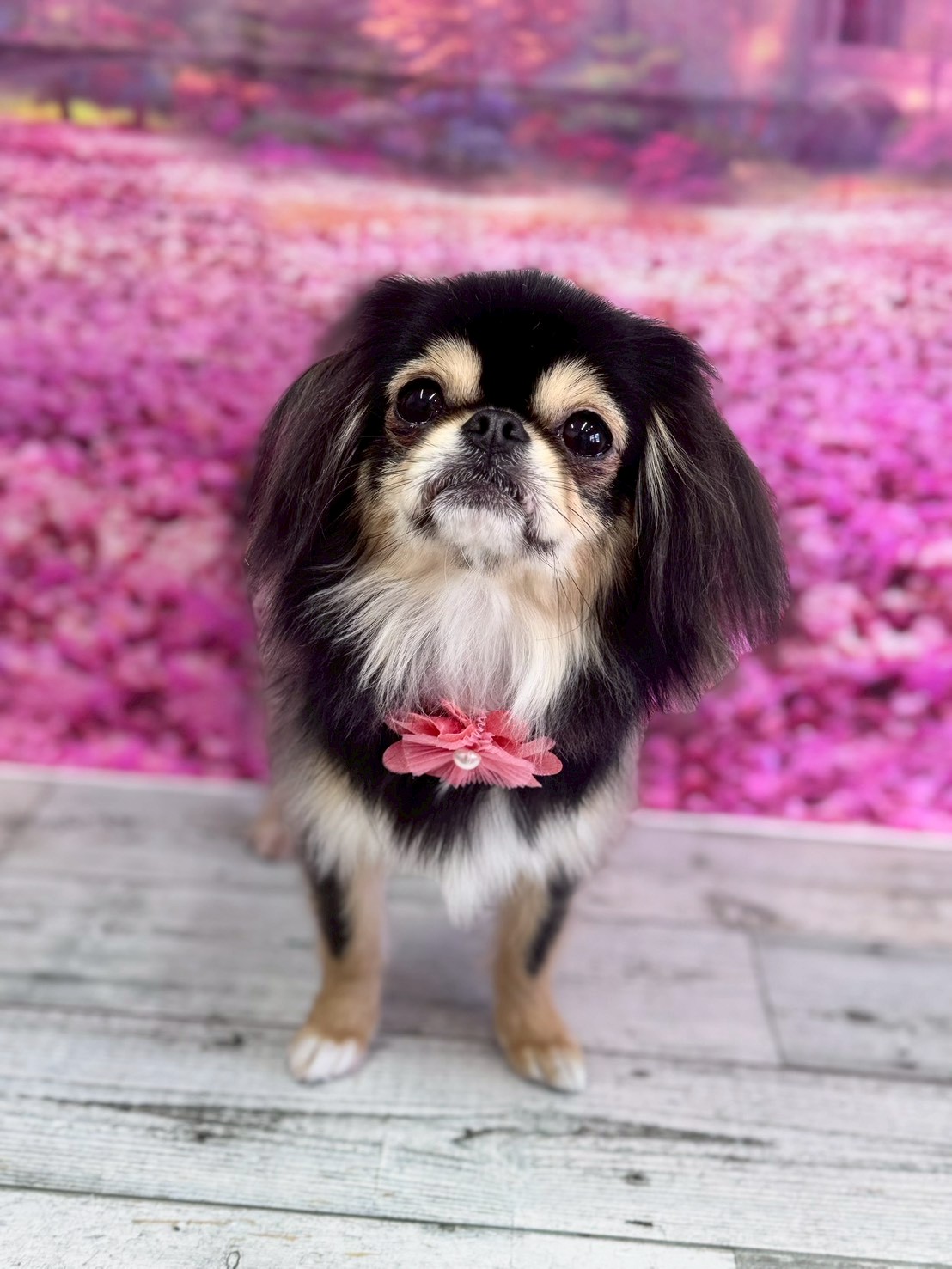 �I���[�W�� �挎�̂��q�l