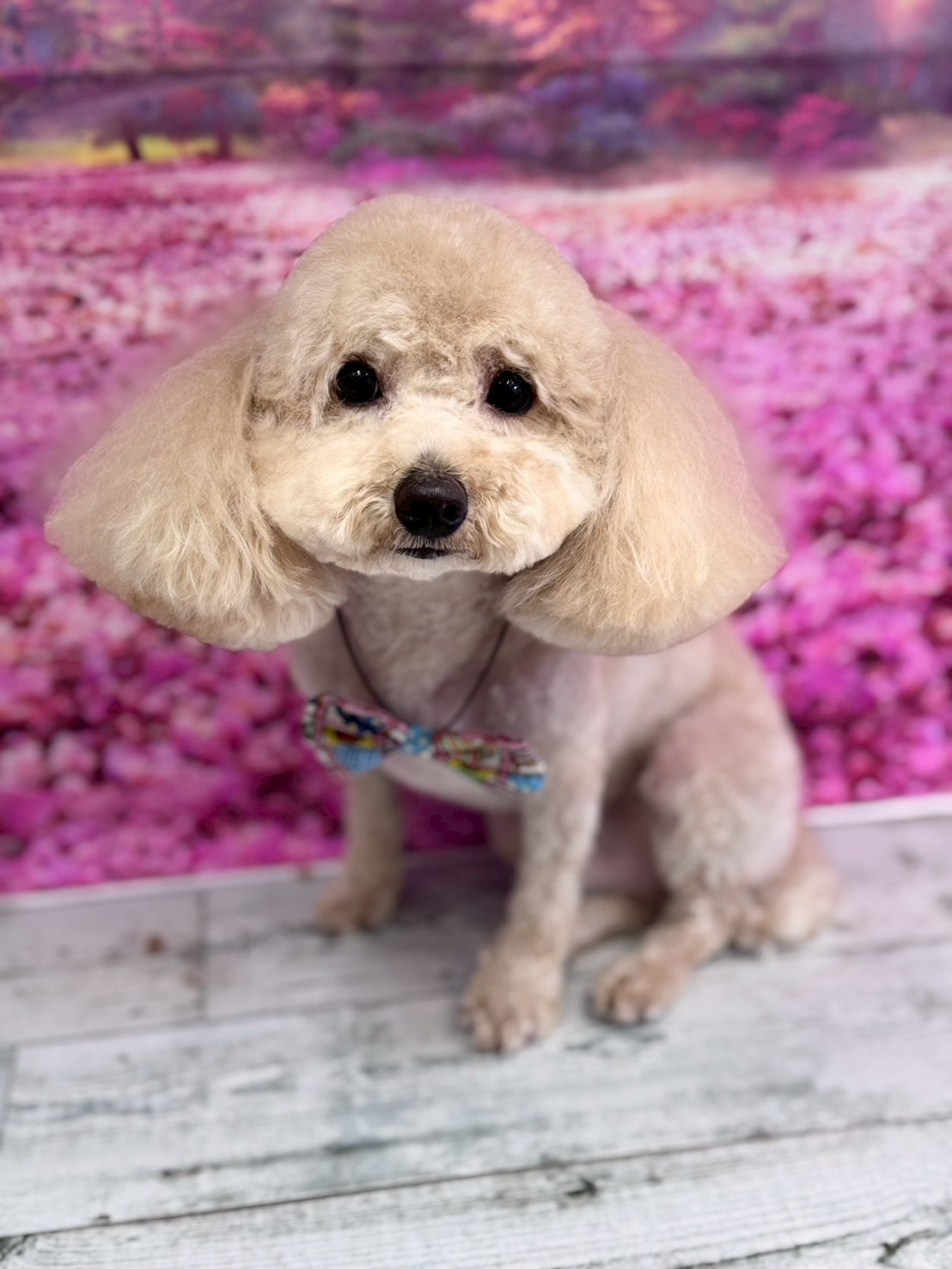 �I���[�W�� �挎�̂��q�l