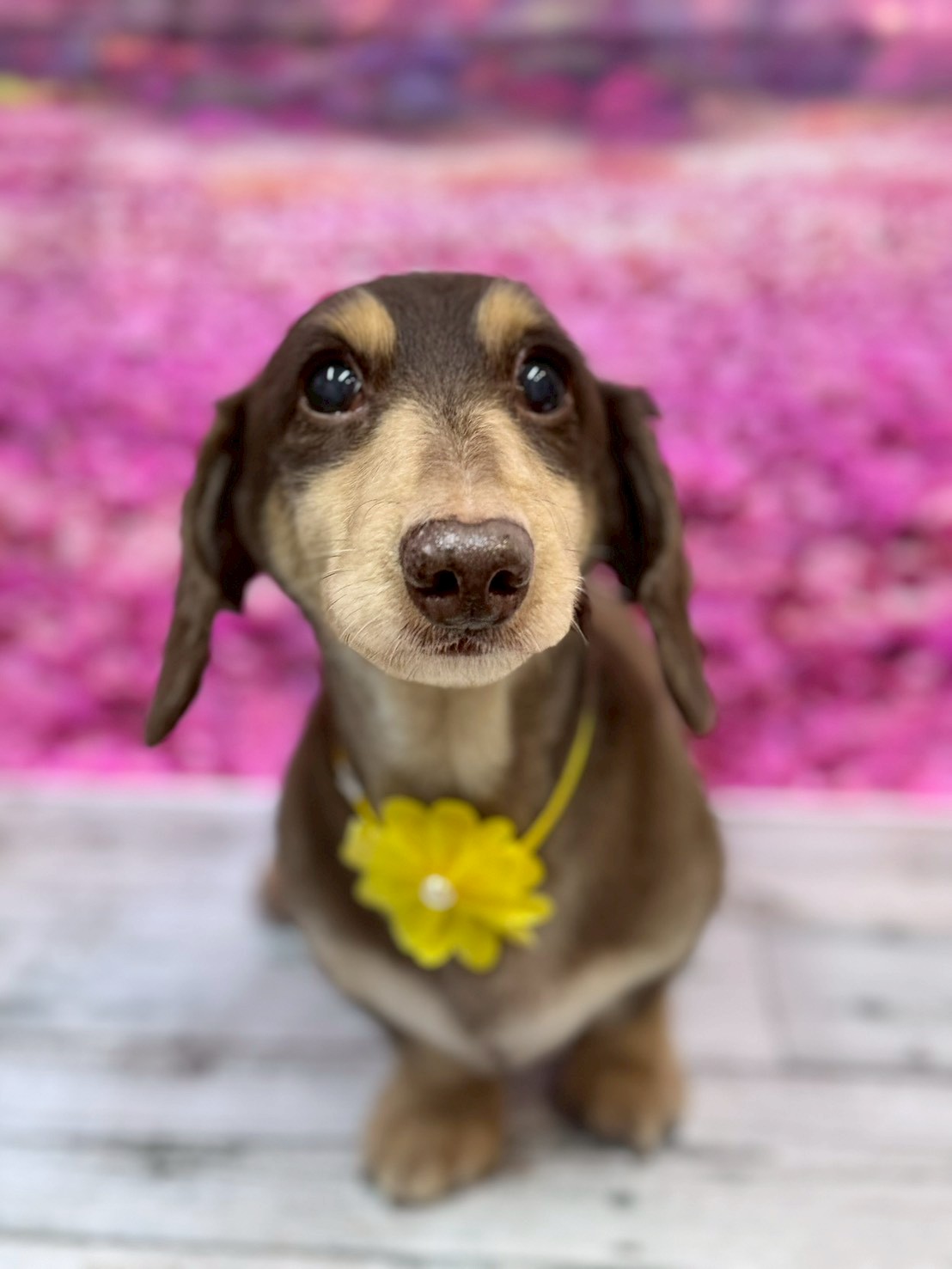 �I���[�W�� �挎�̂��q�l