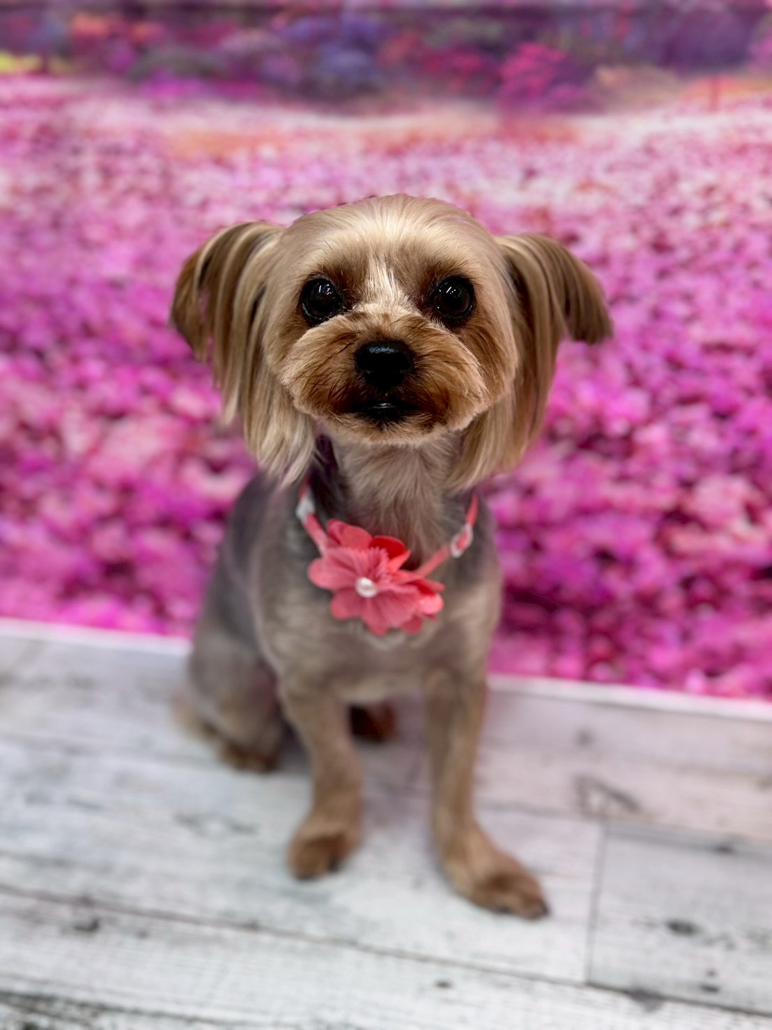 �I���[�W�� �挎�̂��q�l