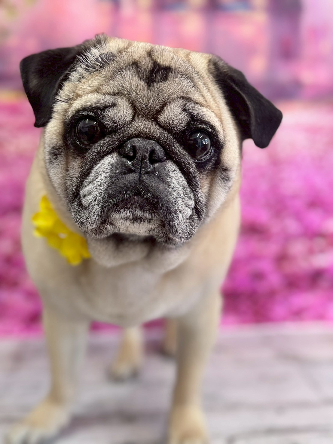 �I���[�W�� �挎�̂��q�l