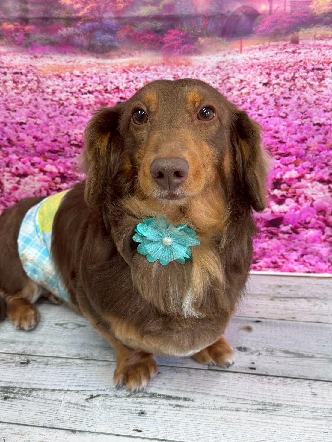 �I���[�W�� �挎�̂��q�l