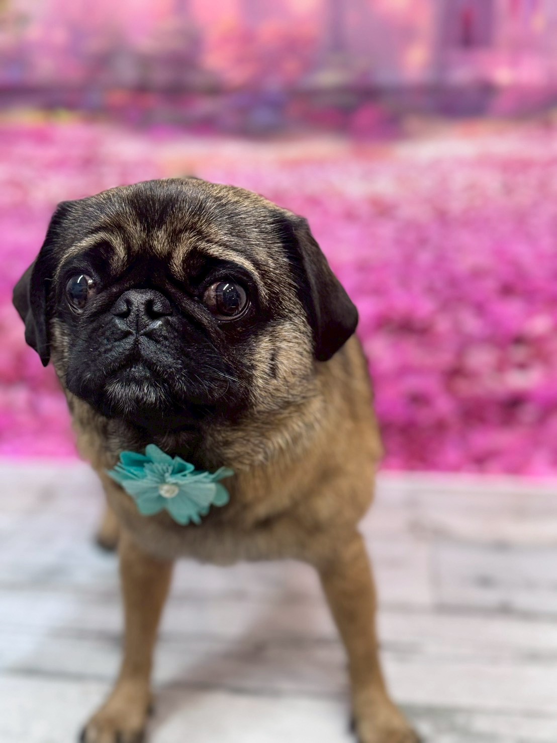 �I���[�W�� �挎�̂��q�l