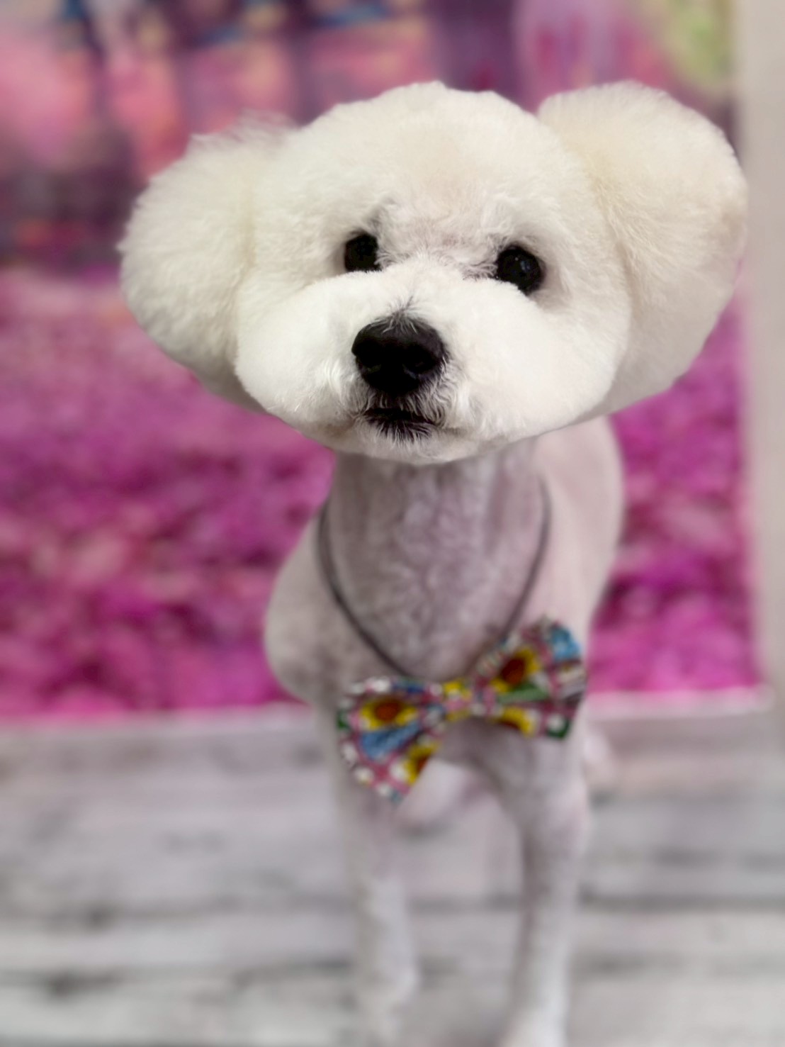 �I���[�W�� �挎�̂��q�l