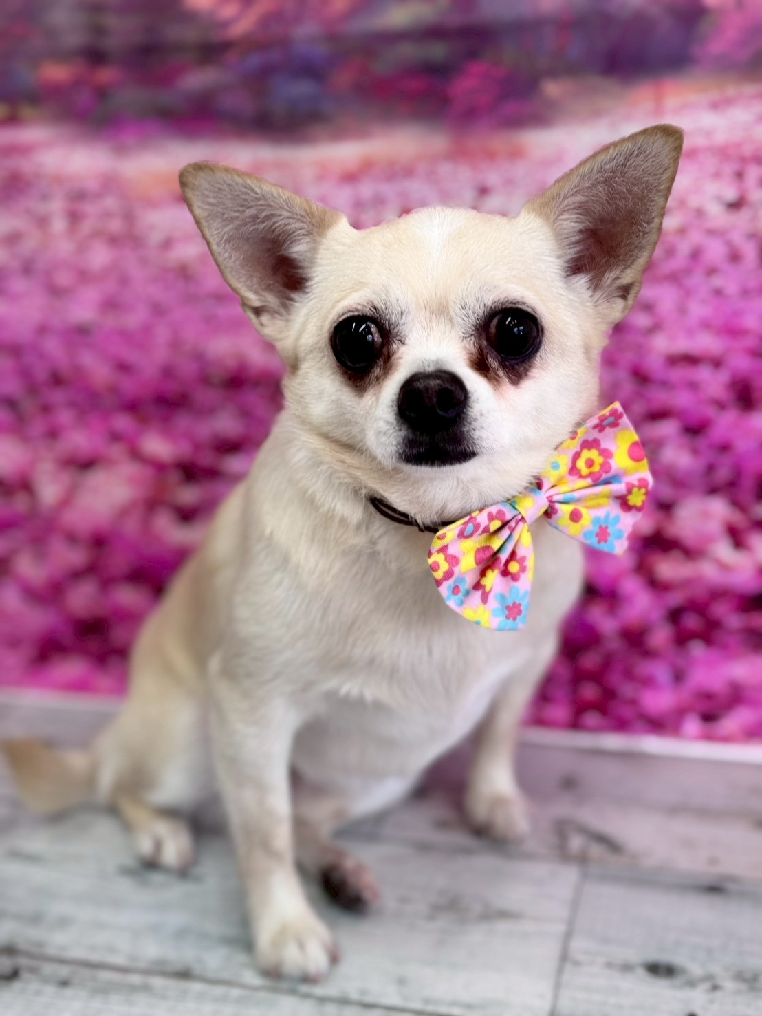 �I���[�W�� �挎�̂��q�l