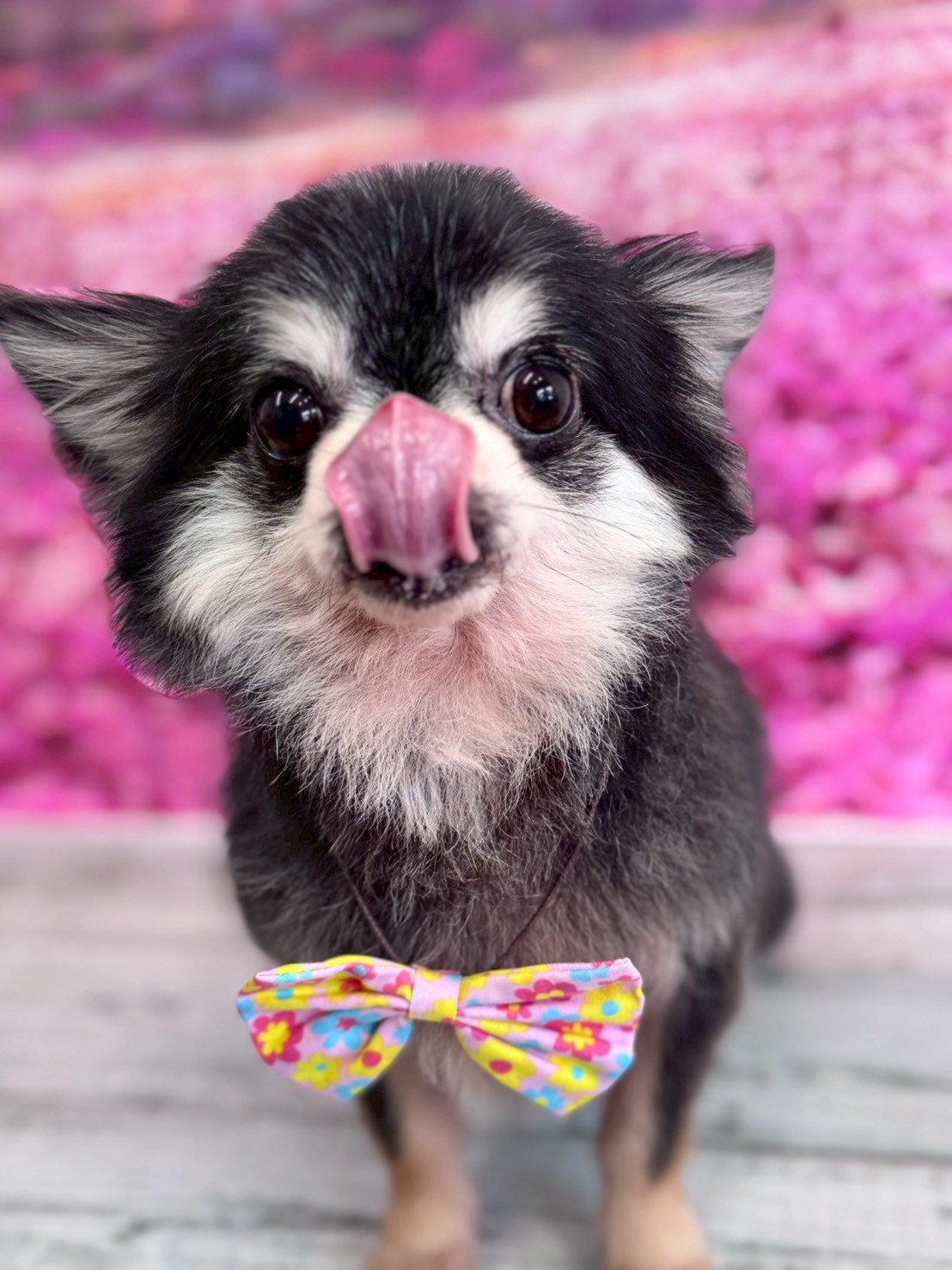 �I���[�W�� �挎�̂��q�l