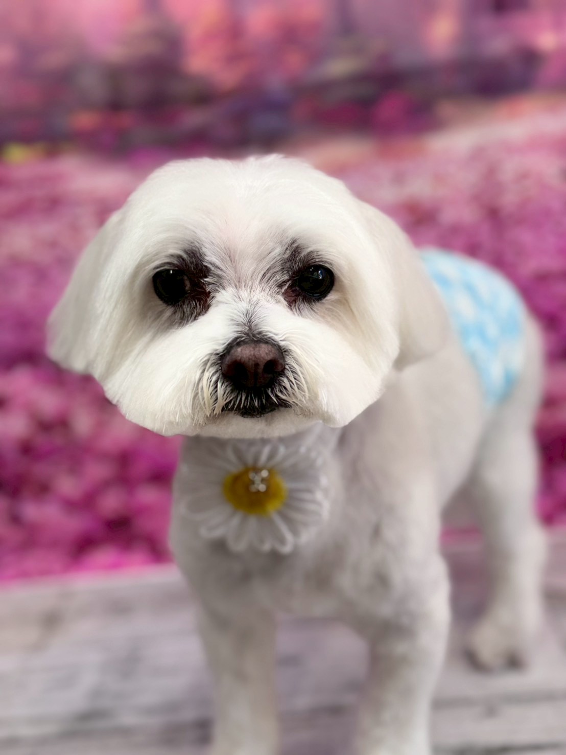 �I���[�W�� �挎�̂��q�l