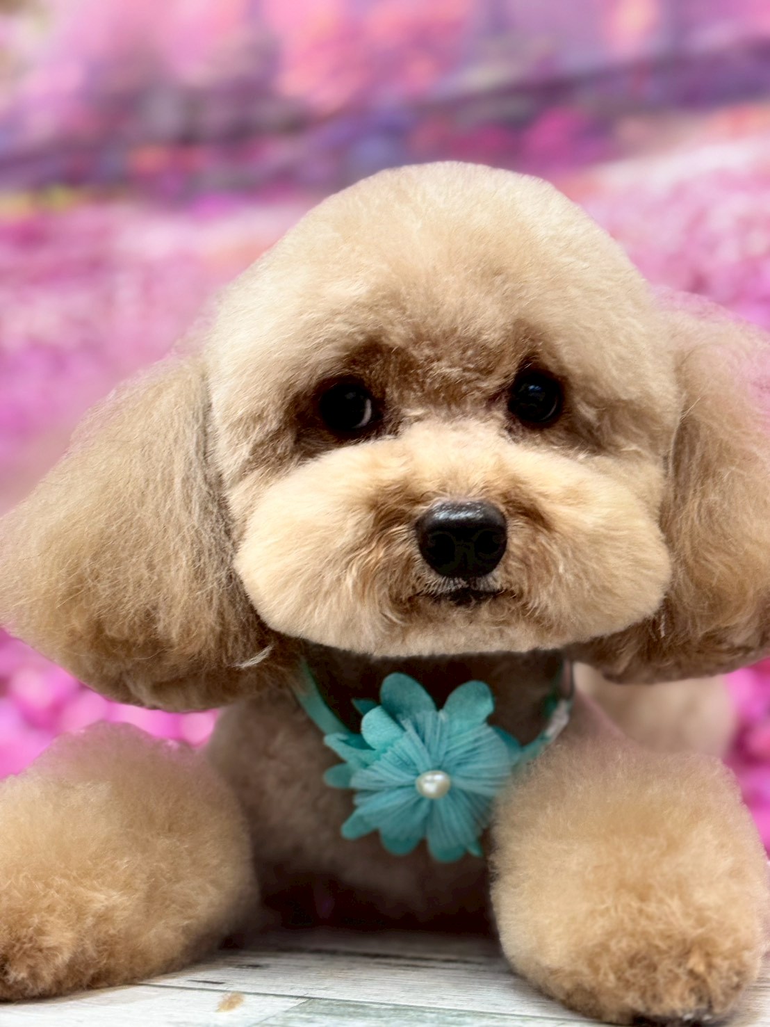 �I���[�W�� �挎�̂��q�l