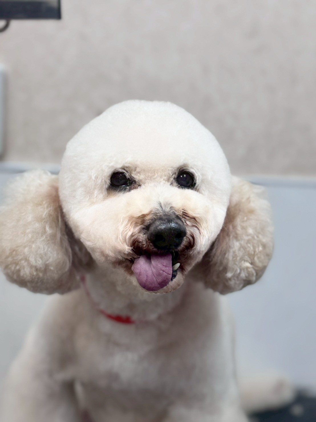 �I���[�W�� �挎�̂��q�l