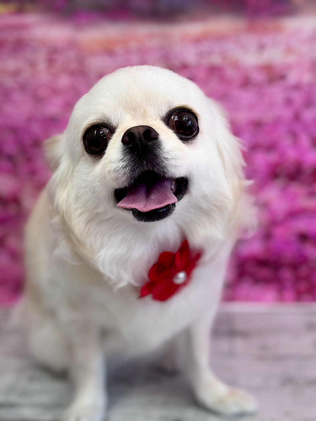 �I���[�W�� �挎�̂��q�l