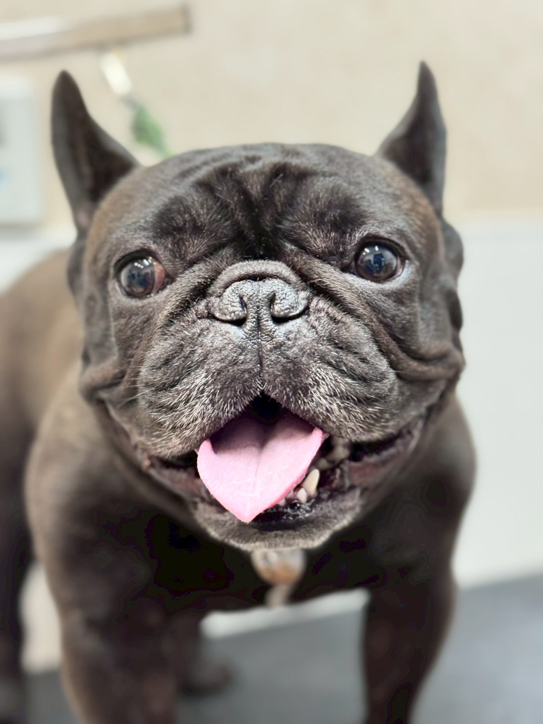 �I���[�W�� �挎�̂��q�l