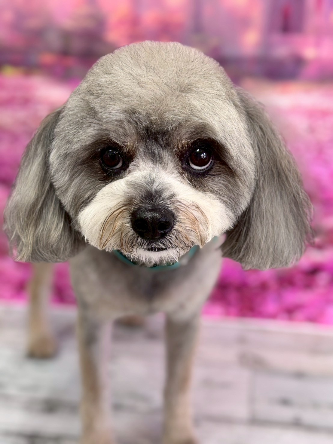 �I���[�W�� �挎�̂��q�l