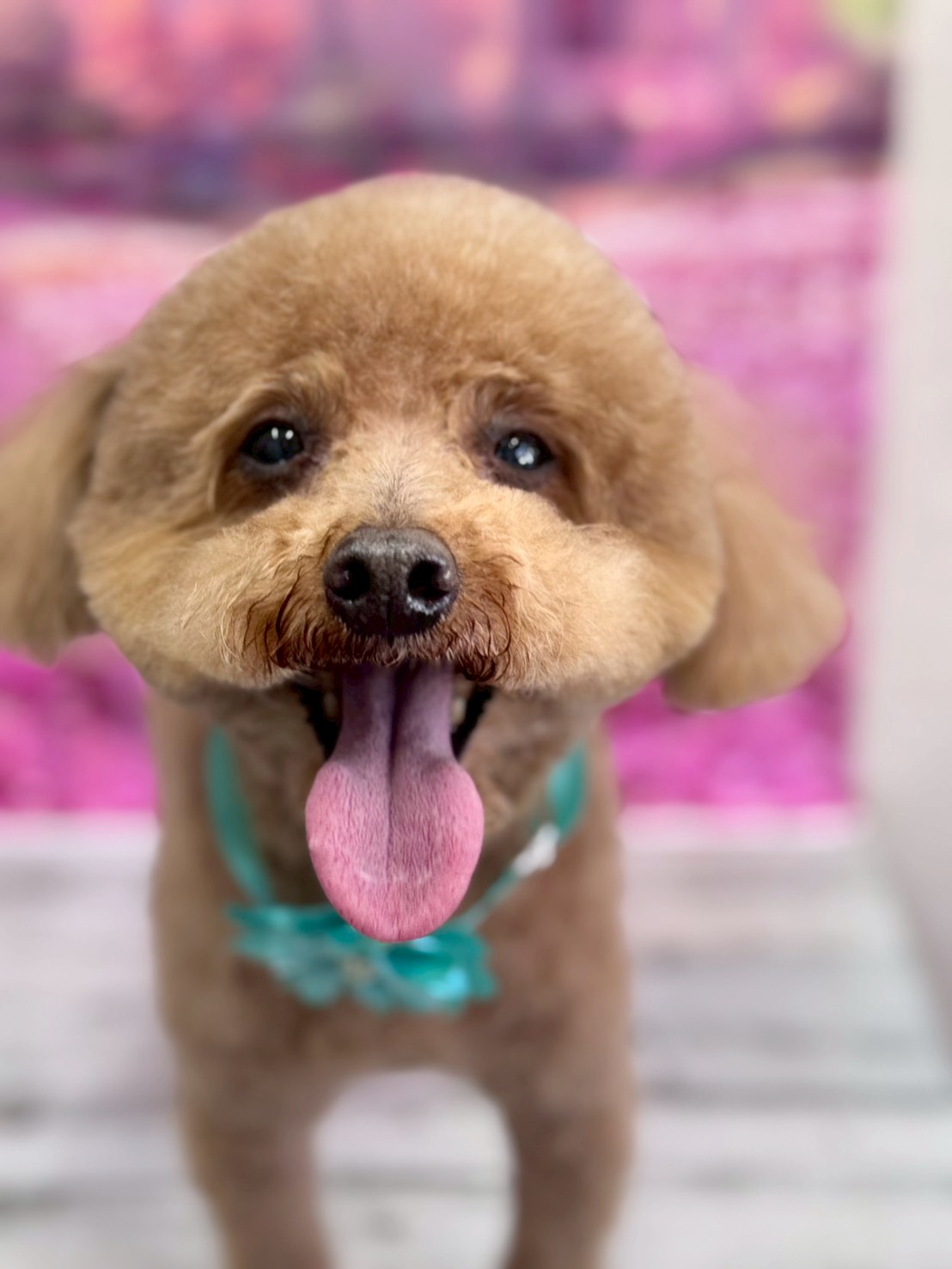 �I���[�W�� �挎�̂��q�l