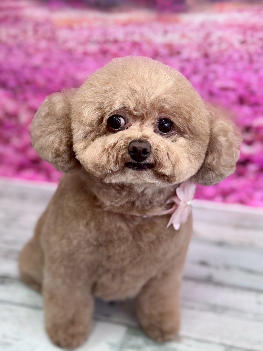 �I���[�W�� �挎�̂��q�l