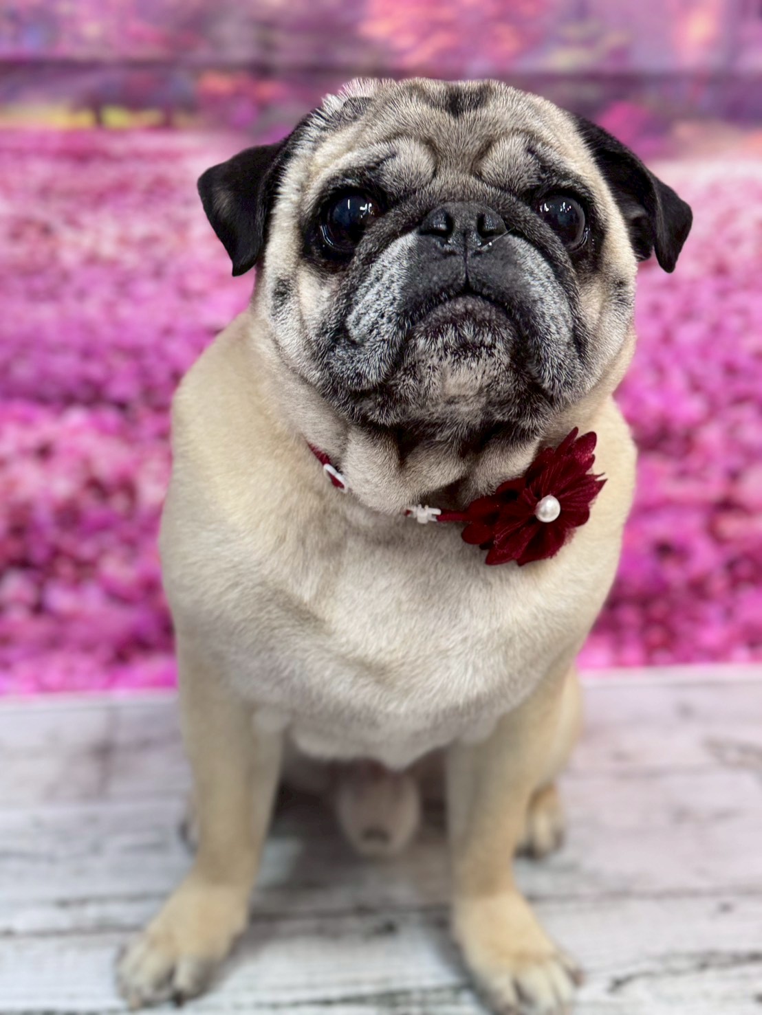 �I���[�W�� �挎�̂��q�l