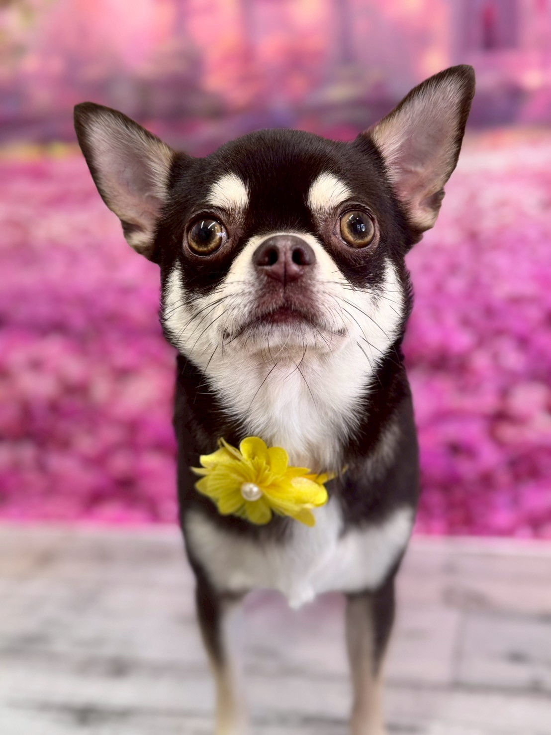 �I���[�W�� �挎�̂��q�l