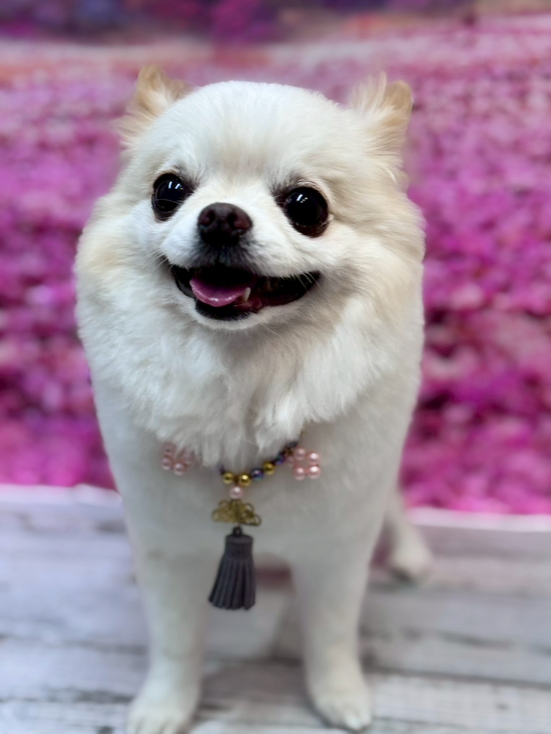 �I���[�W�� �挎�̂��q�l