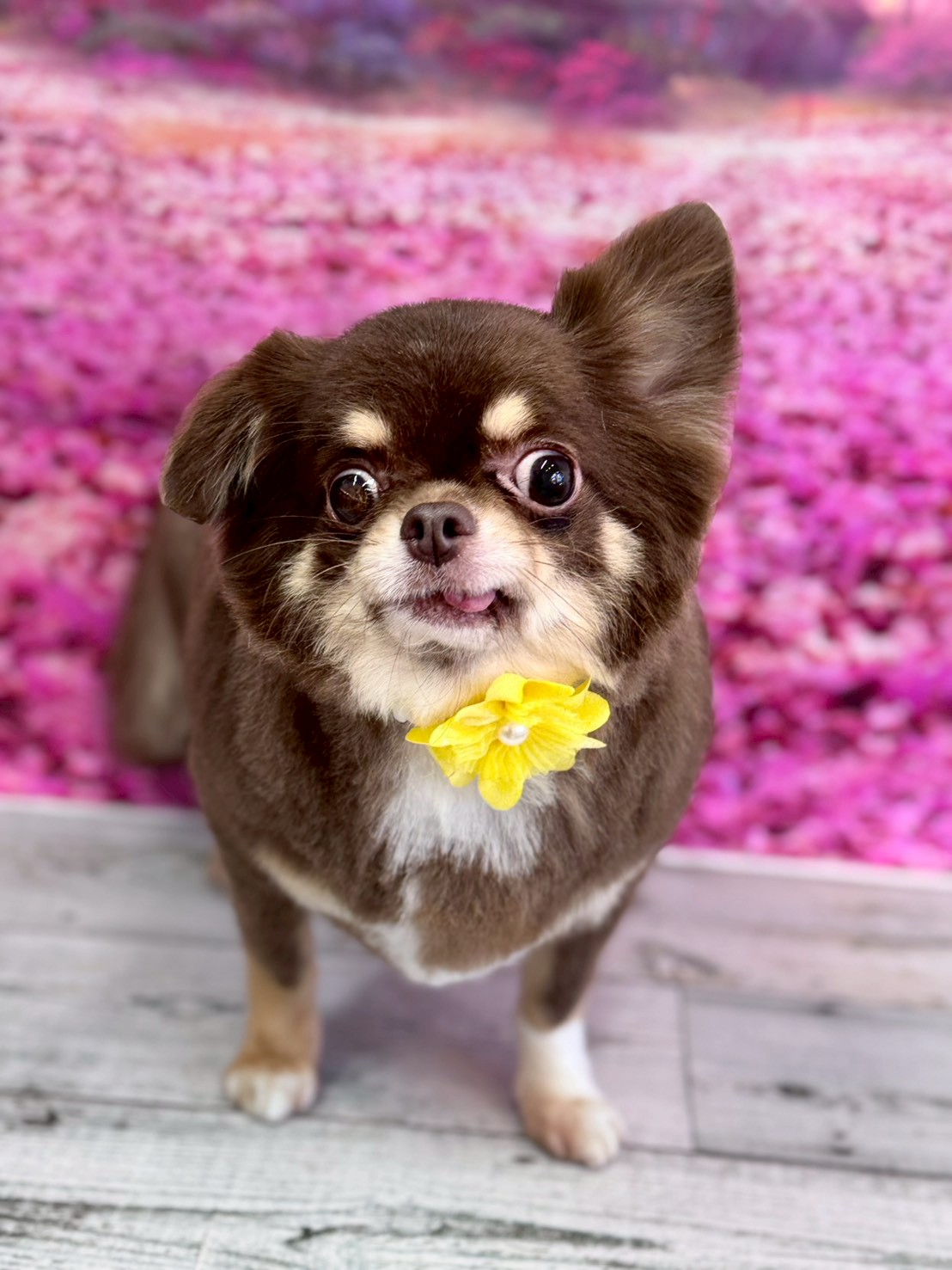 �I���[�W�� �挎�̂��q�l