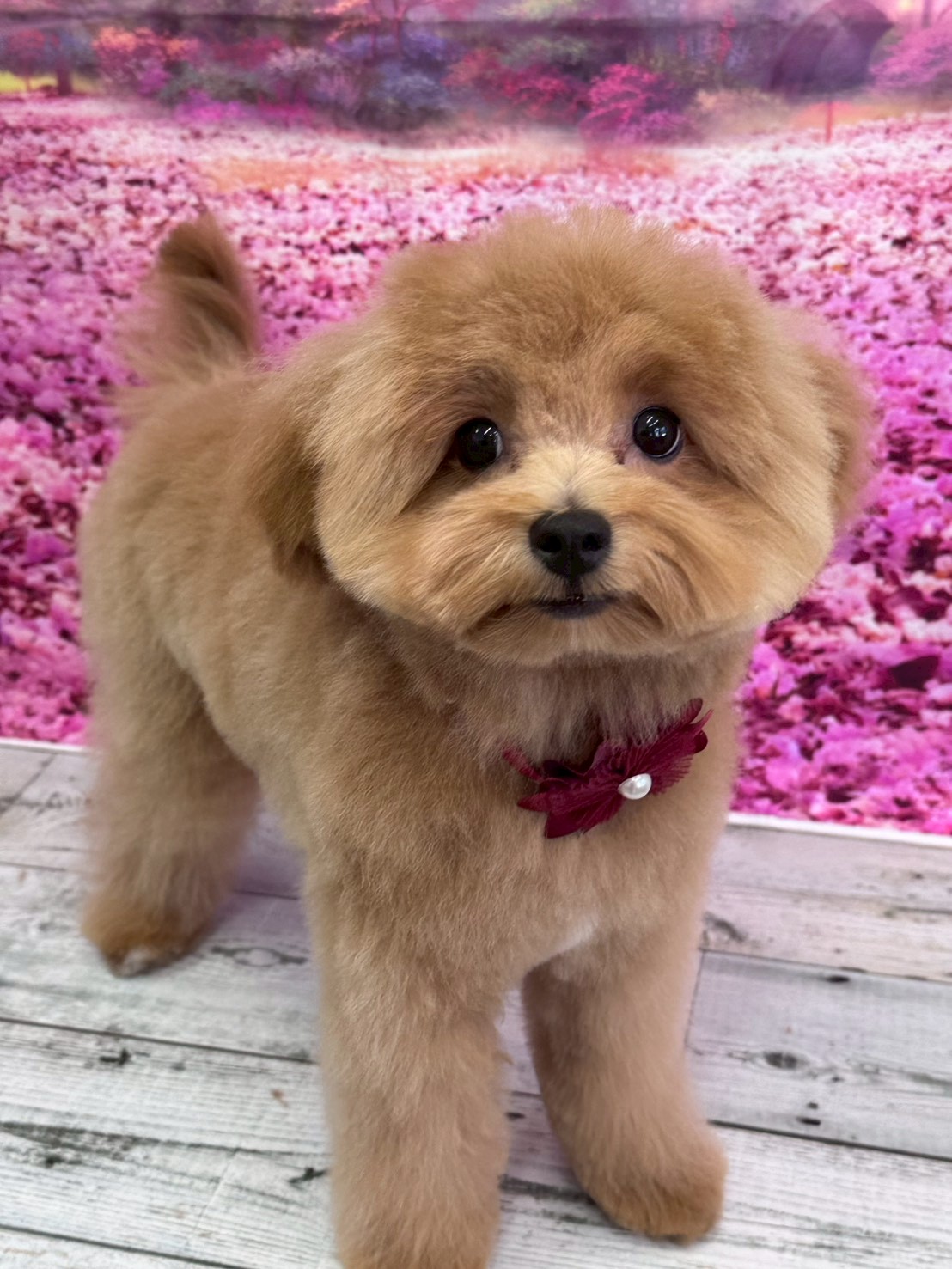 �I���[�W�� �挎�̂��q�l