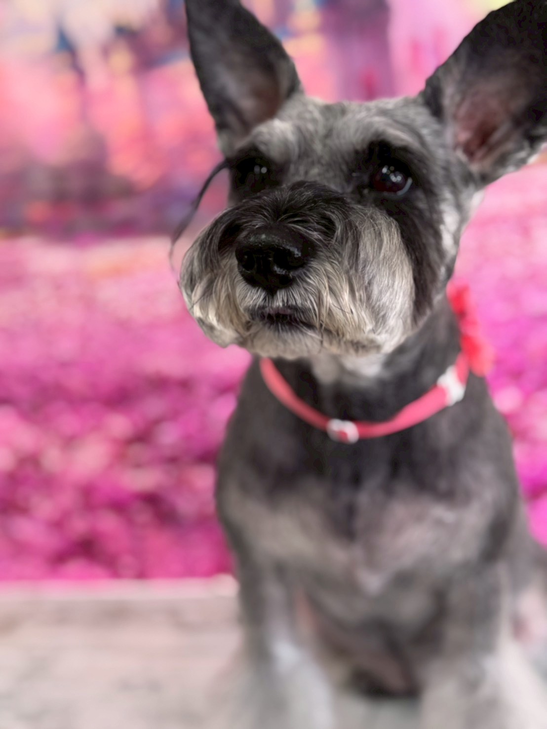 �I���[�W�� �挎�̂��q�l