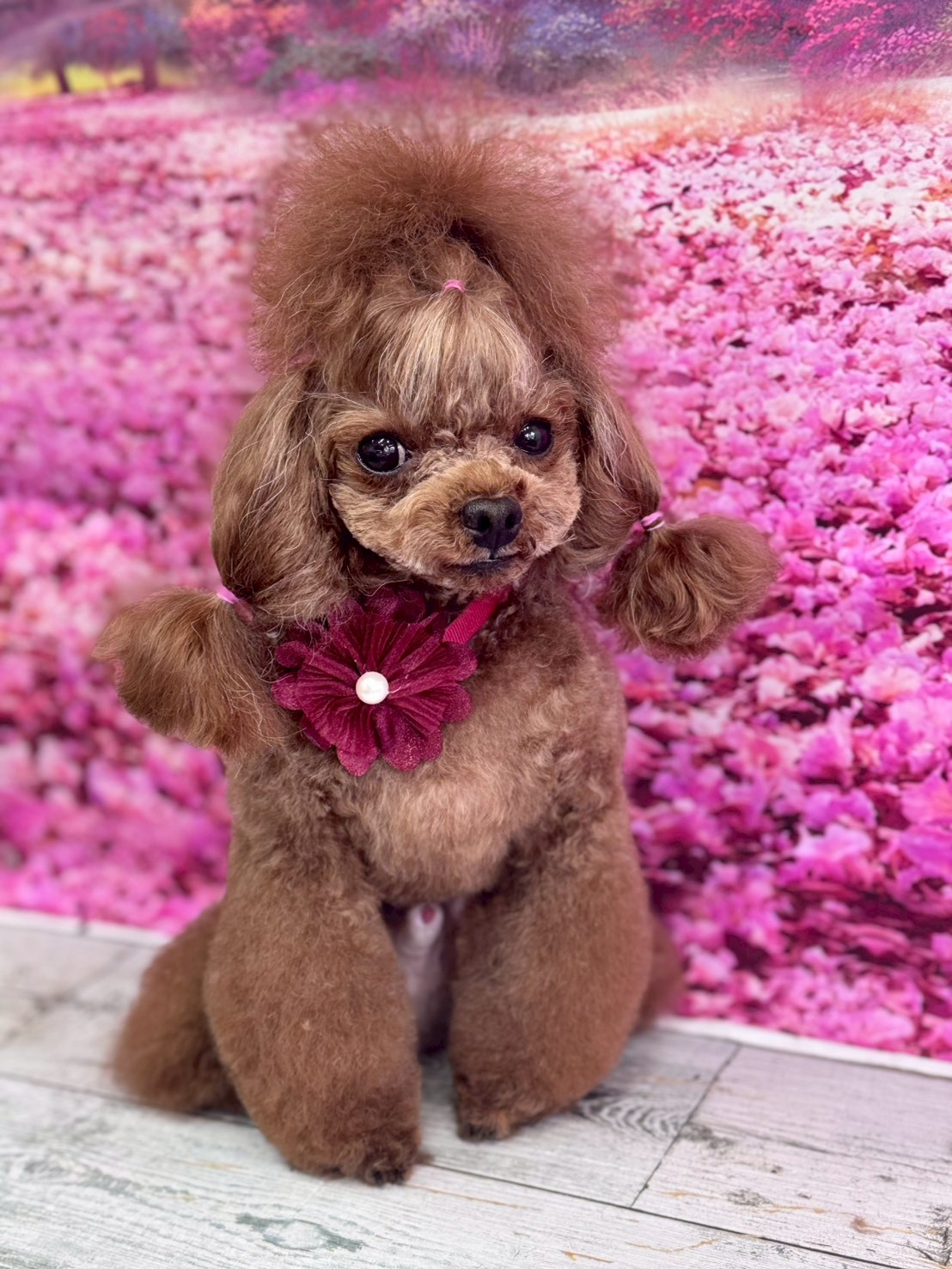 �I���[�W�� �挎�̂��q�l