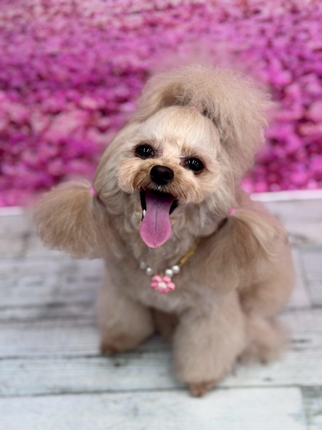 �I���[�W�� �挎�̂��q�l