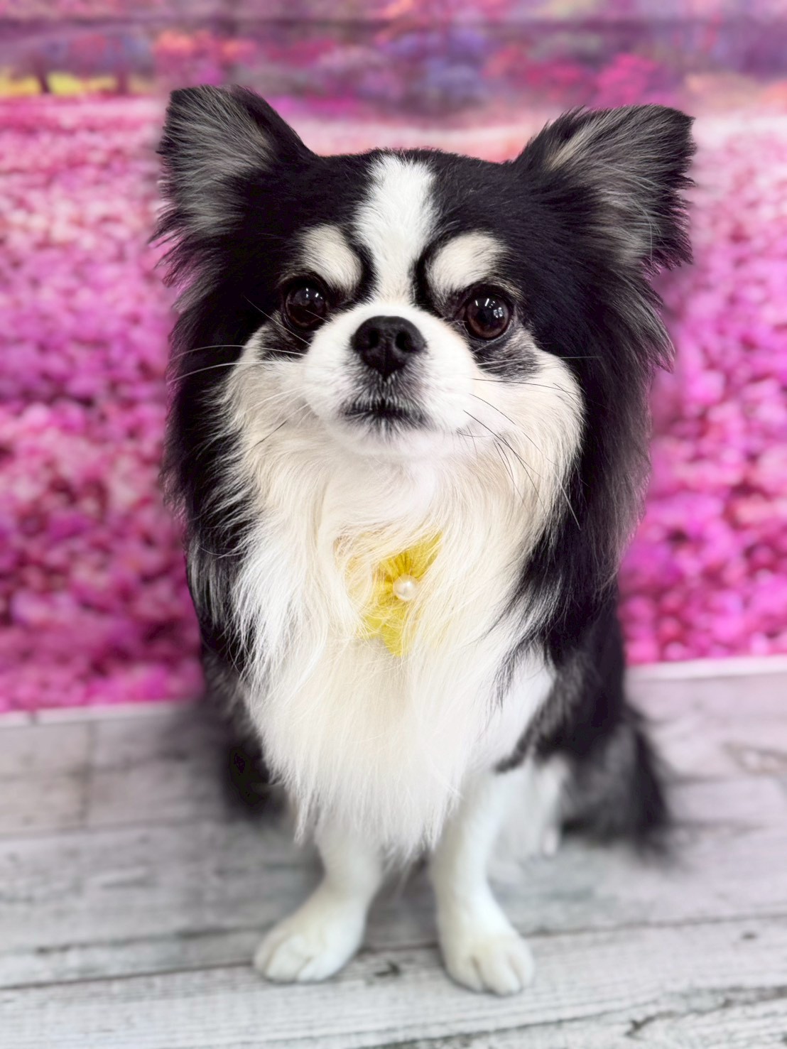 �I���[�W�� �挎�̂��q�l