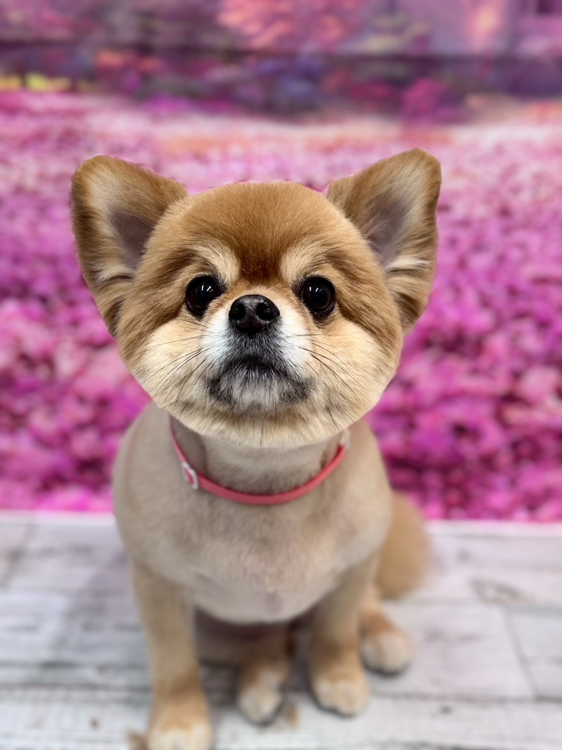 �I���[�W�� �挎�̂��q�l