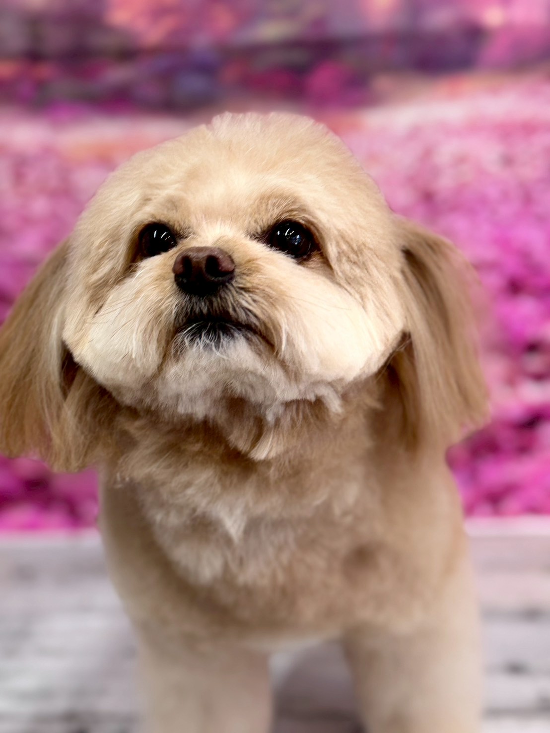 �I���[�W�� �挎�̂��q�l