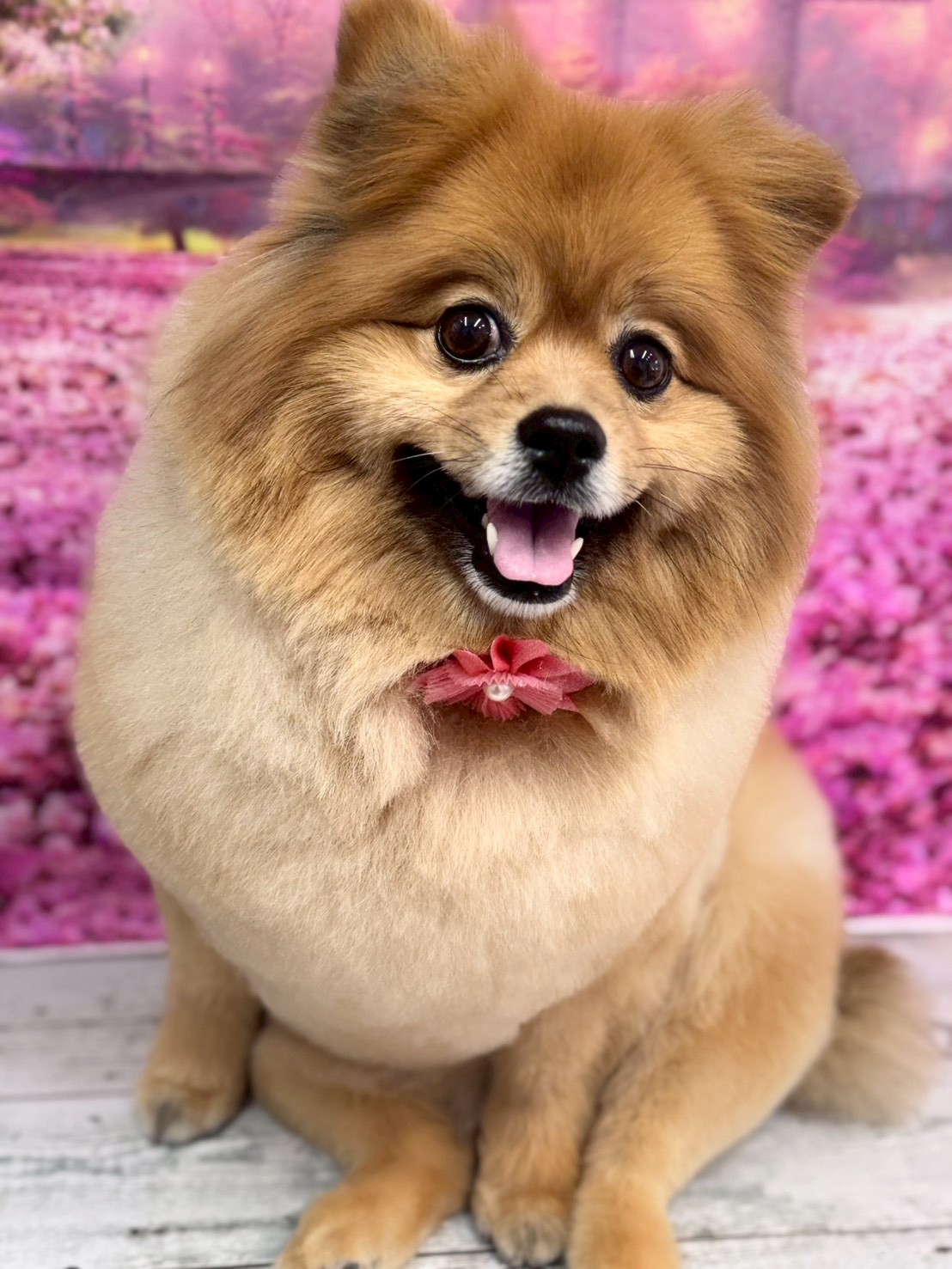 �I���[�W�� �挎�̂��q�l