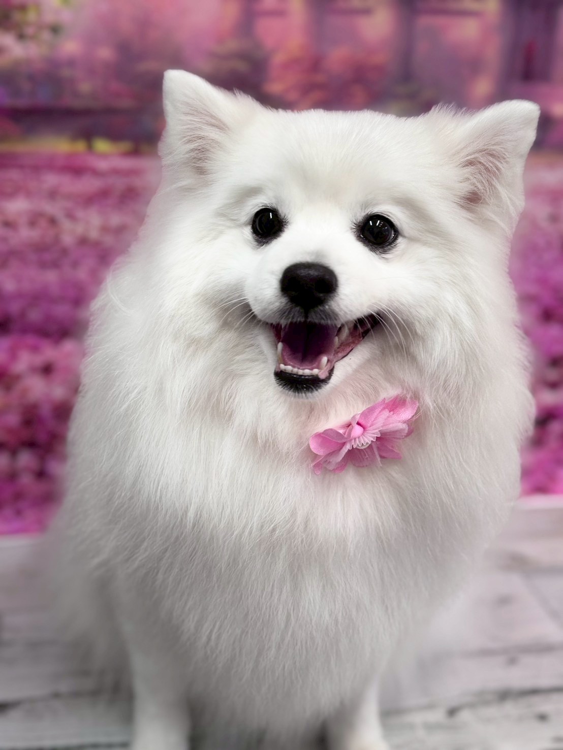 �I���[�W�� �挎�̂��q�l