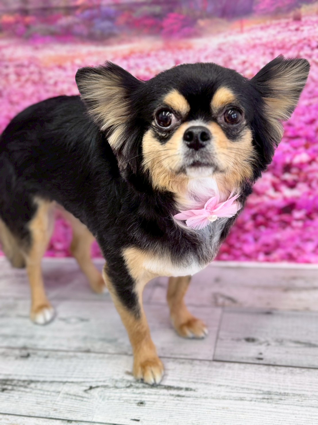 �I���[�W�� �挎�̂��q�l