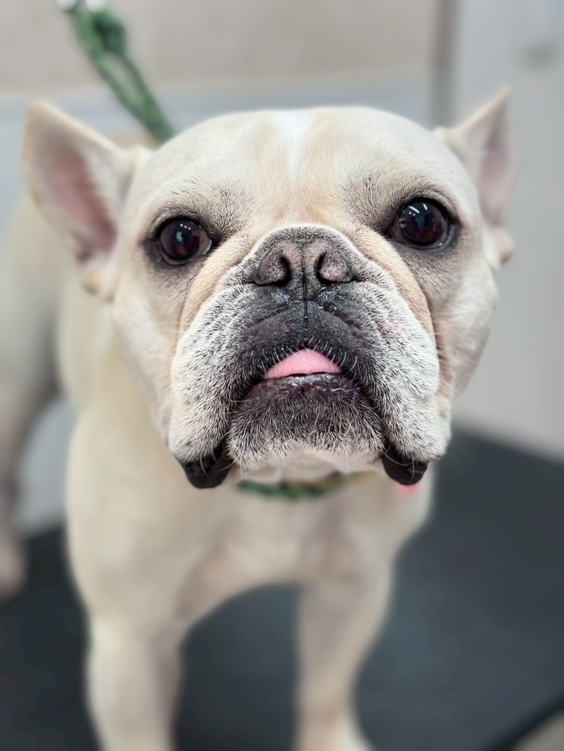 �I���[�W�� �挎�̂��q�l