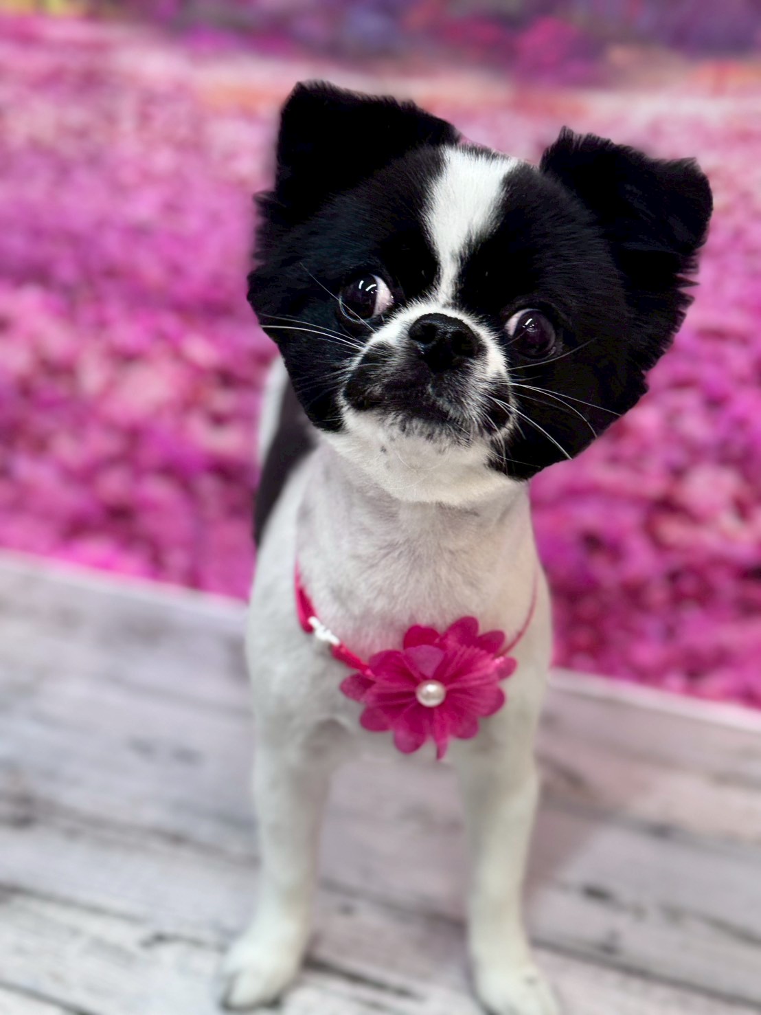 �I���[�W�� �挎�̂��q�l