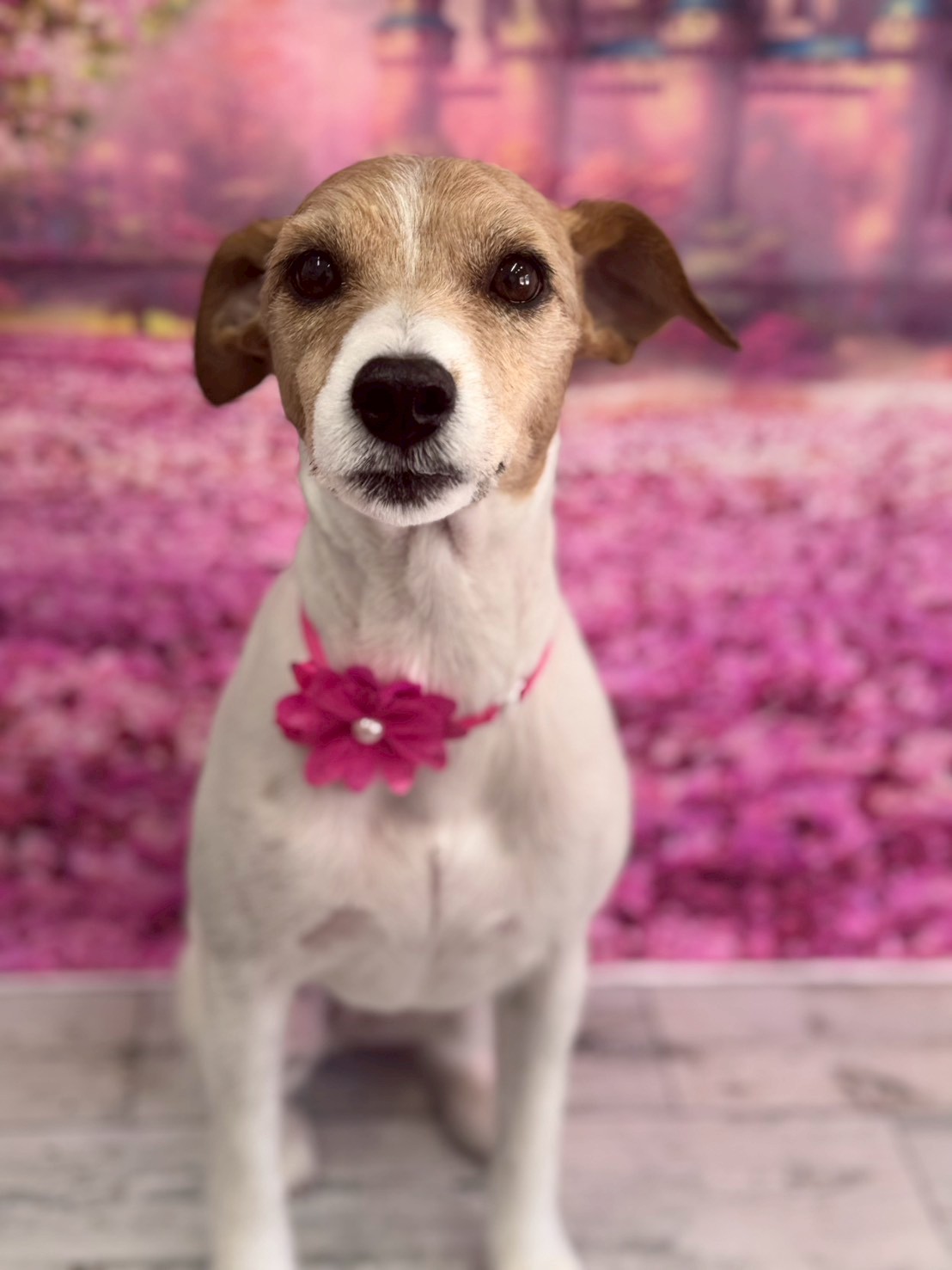 �I���[�W�� �挎�̂��q�l